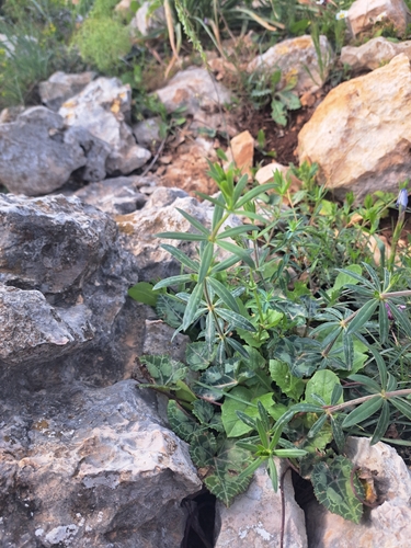 Thin-leaved Madder (Rubia tenuifolia)