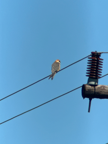 Red-footed Falcon