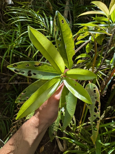 Medinilla medinilliana observed 2026-02-26
