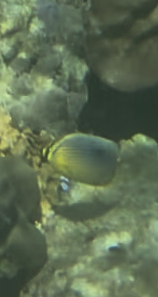 Lineated Butterflyfish (Chaetodon trifasciatus)
