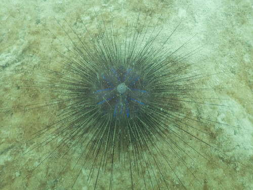 Chaetodiadema granulatum observed 2026-02-24