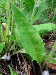 Puccinia hieracii