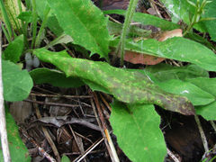 Puccinia hieracii