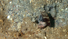 Cryptocentrus strigilliceps