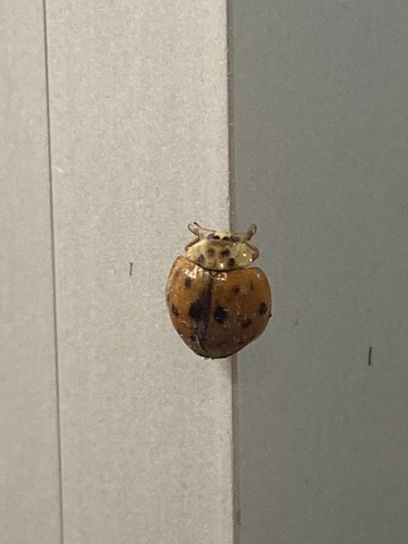 Asian Lady Beetle