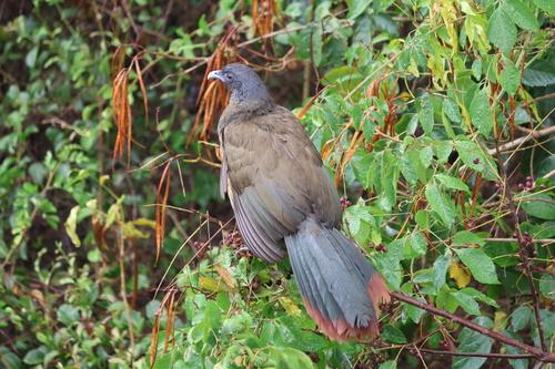 Rufous-vented Chachalaca (Ortalis ruficauda), photo 5