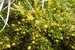 Coprosma perpusilla subantarctica
