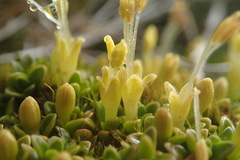 Coprosma perpusilla subantarctica
