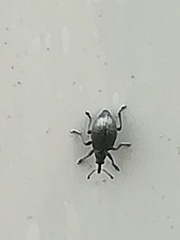 Catapion