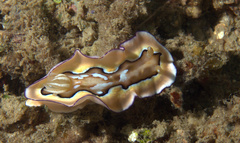 Goniobranchus coi