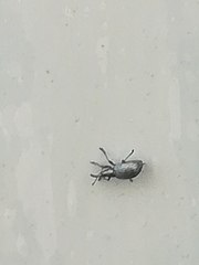 Catapion