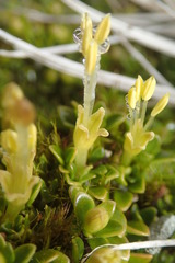 Coprosma perpusilla subantarctica