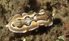 Goniobranchus coi