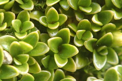 Coprosma perpusilla subantarctica