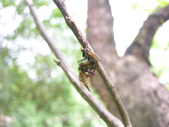 Empis tessellata