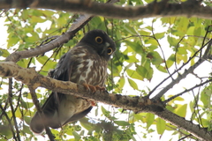 Ninox japonica
