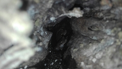 Scinax ruber
