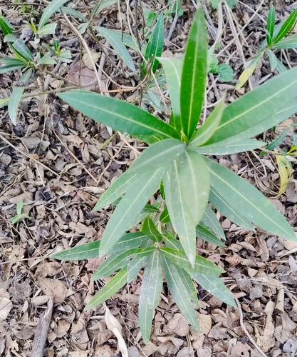 oleander