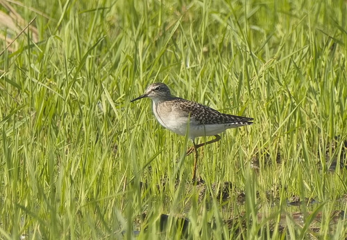 Wood Sandpiper