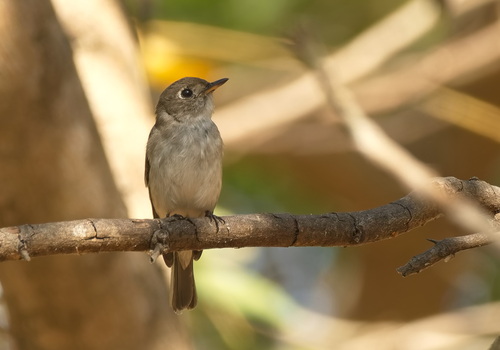 Asian Brown Flycatcher