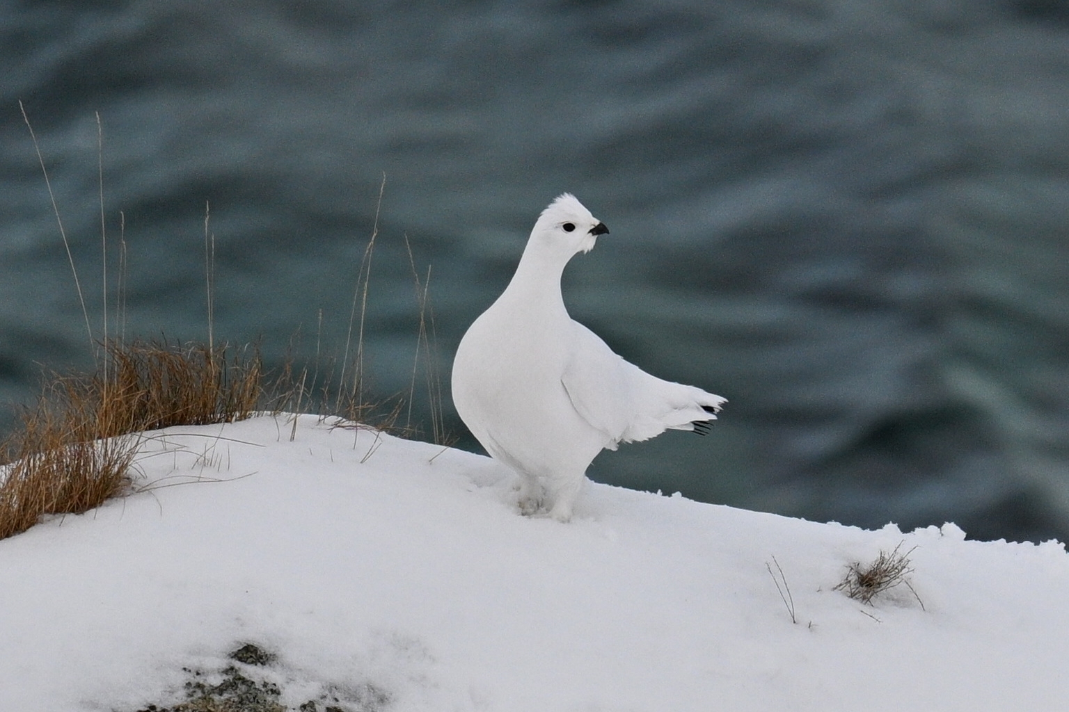 Willow Ptarmigan (Lagopus lagopus), photo 8