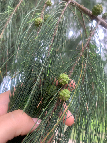 Casuarina equisetifolia