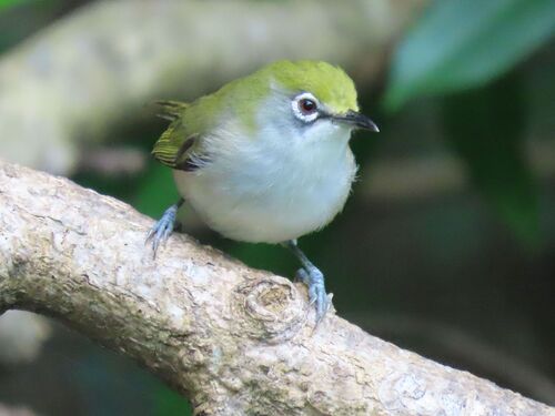 Christmas White-eye (Zosterops natalis)