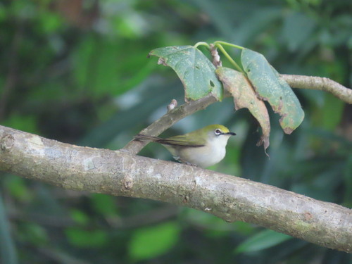 Christmas White-eye (Zosterops natalis), photo 2
