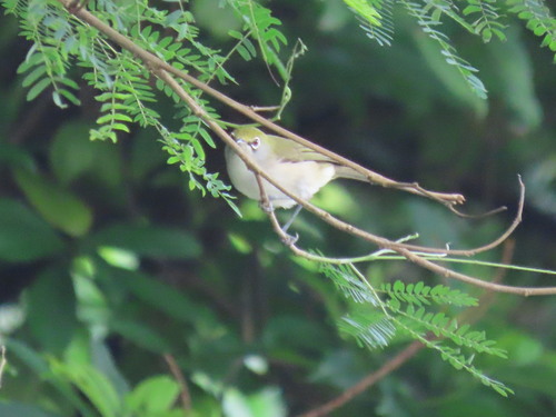 Christmas White-eye (Zosterops natalis), photo 4