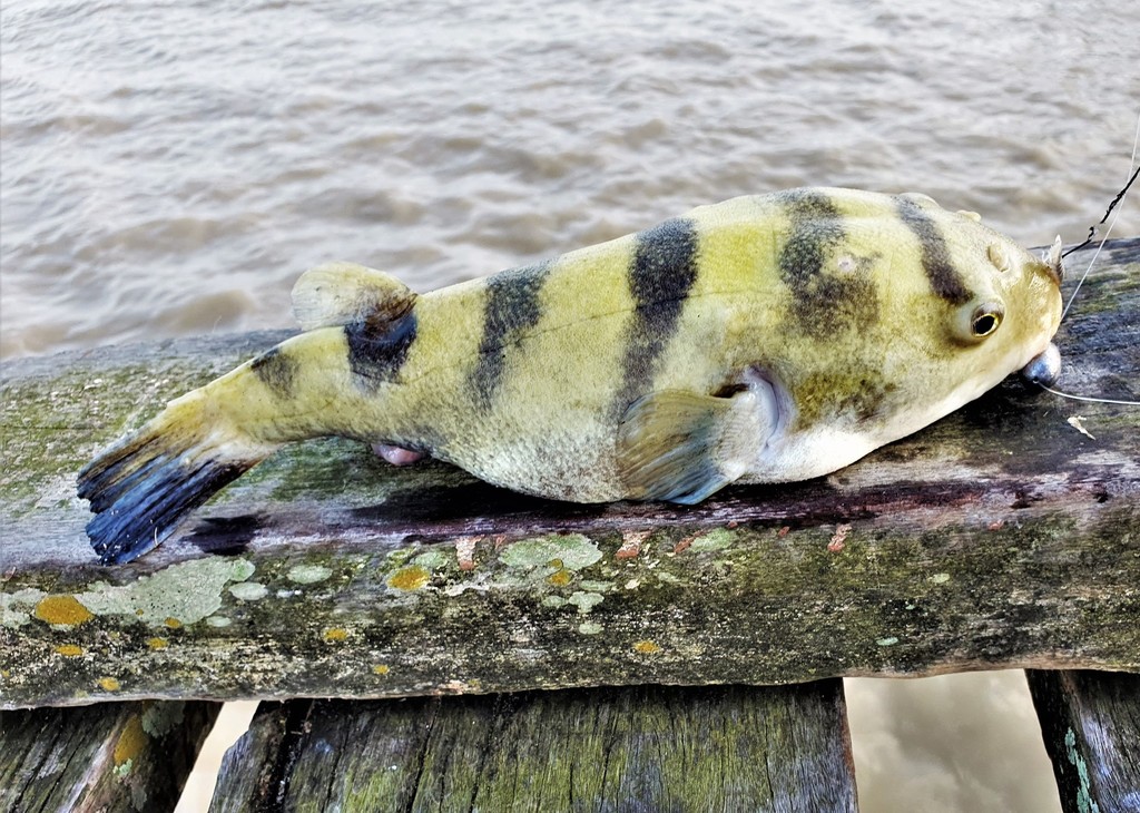 Banded Puffer