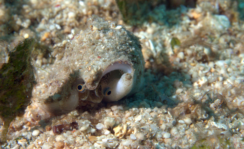 Ministrombus variabilis observed 2019-11-11