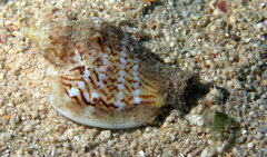 Ministrombus variabilis