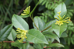 Wikstroemia