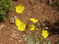 Cistus atriplicifolius