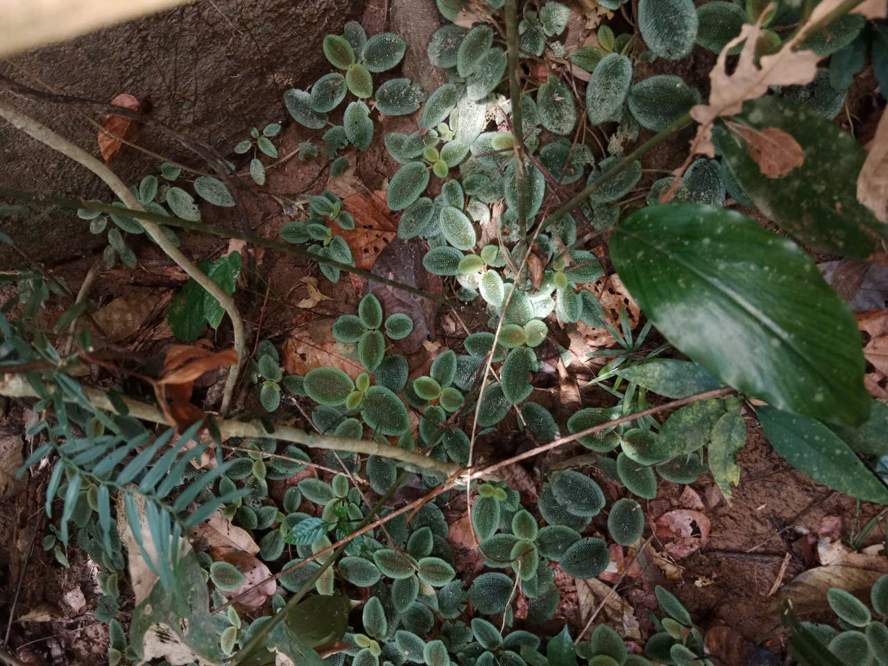 Nephoanthus prostratus (Nephoanthus prostratus)