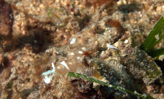 Ancylomenes magnificus