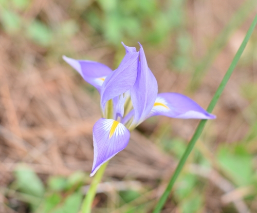 Iris unguicularis syriaca