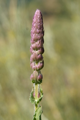Nepeta tuberosa