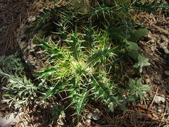 Ptilostemon hispanicus