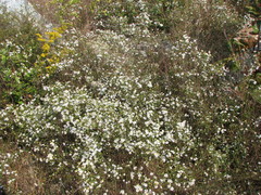 Symphyotrichum depauperatum