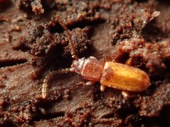 Placonotus testaceus