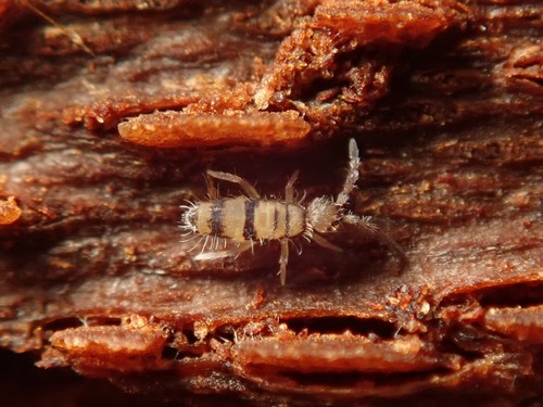 Entomobrya corticalis, Havelland, Brandenburg, Germany, photo 7 of 10