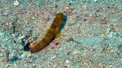 Cryptocentrus fasciatus