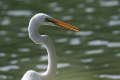 Ardea alba