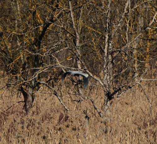 Grey Heron
