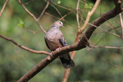 Streptopelia orientalis