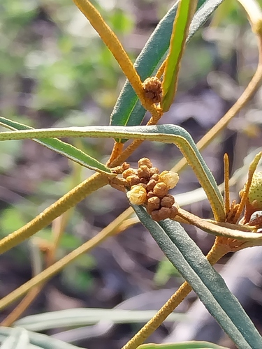 Croton burchellii