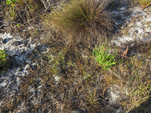 Image of Lebeckia contaminata by (c) Jeremy Gilmore, some rights reserved (CC BY)