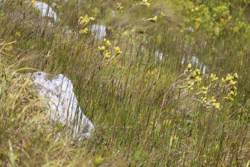 Scallop Rootthug (Thesium euphorbioides)