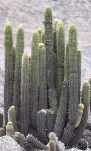 Haageocereus pseudomelanostele, photograph 3